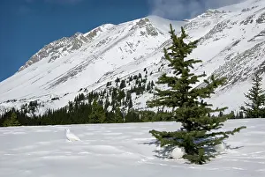 Treeline: White-tailed Ptarmigans - in snow - at around the