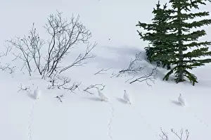 Leucurus: White-tailed Ptarmigans - in snow