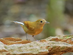 Vietnam: White Tailed Robin female Myiomela leucura Da Lat