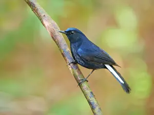 Vietnam: White Tailed Robin Myiomela leucura Da Lat, Vietnam