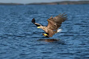 Brids: White-tailed Sea Eagle