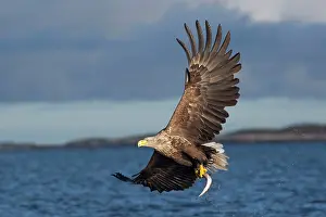 Brids: White-tailed Sea Eagle