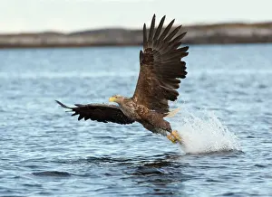 Brids: White-tailed Sea Eagle