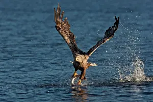 Brids: White-tailed Sea Eagle