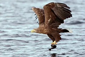 Brids: White-tailed Sea Eagle
