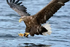 Brids: White-tailed Sea Eagle