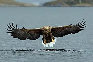 Brids: White-tailed Sea Eagle