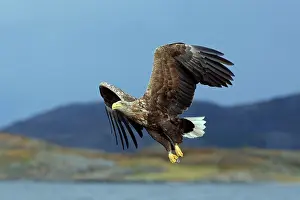 Brids: White-tailed Sea Eagle