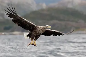 Brids: White-tailed Sea Eagle