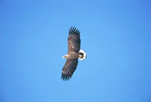 Erne: White-Tailed Sea Eagle