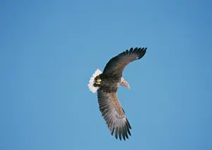 Erne: White-Tailed Sea Eagle