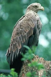 Erne: White-Tailed Sea Eagle