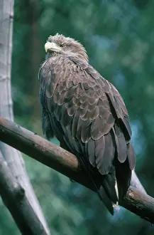 Erne: White-Tailed Sea Eagle