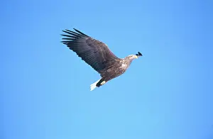 Erne: White-tailed Sea Eagle