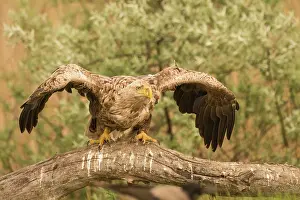70617: White-tailed sea eagle - on branch - wings spread - Romania