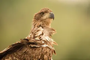 70617: White-tailed sea eagle - close up of head - Romania