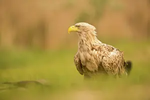 70617: White-tailed sea eagle - close up profile - Romania