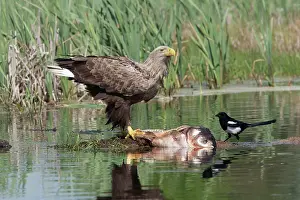 Carp: White-tailed Sea Eagle - feeding on dead carp with Magpie