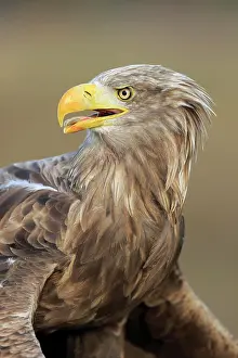 Slovakia: White-tailed Sea Eagle (Haliaeetus albicilla), adult