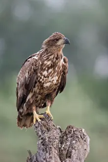 70617: White-tailed sea eagle - immature - perched on tree