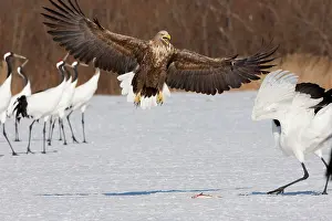 Steal: White-tailed sea eagle and Japanese cranes
