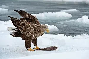 Slightly: White-tailed Sea Eagle - on sea ice with dead fish