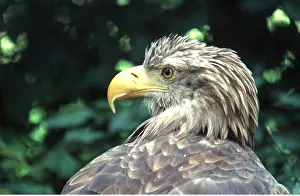 Chris Martin Bahr: White-tailed Sea / Grey Sea EAGLE - close-up of