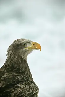 White-tailed Sea / Grey Sea Eagle - close-up of head