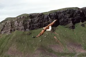 Gliding: White-tailed Sea / Grey Sea EAGLE - in flight, with