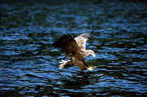 Talons: White-tailed Sea / Grey Sea EAGLE - in flight, over