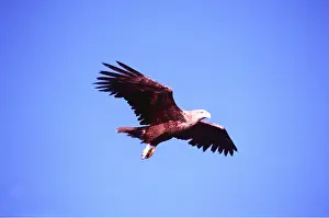Gliding: White-tailed Sea / Grey Sea EAGLE - in flight