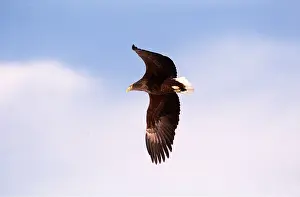 Gliding: White-tailed Sea / Grey Sea EAGLE - in flight