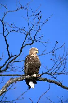 Eagles: White-tailed Sea / Grey Sea EAGLE - perched in tree