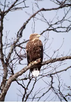 Eagles: White-tailed Sea / Grey Sea EAGLE - in tree, perched