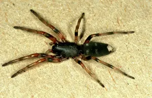 Severe: White-tailed spider - common in houses, not aggressive