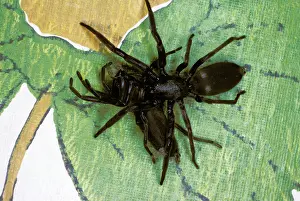 Cannibalism: White-tailed SPIDER - eating another