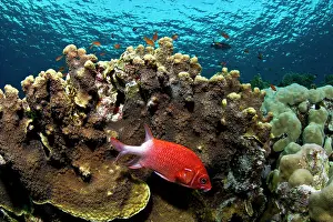 Squirrelfish: White-tailed Squirrelfish
