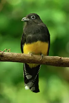 Trogon: White-tailed Trogon controlled conditions
