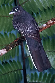 Trogon: White-tailed Trogon Female