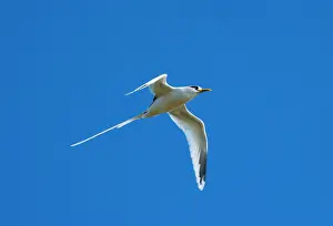 Tropicbird: White-tailed Tropicbird