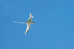 Tropicbird: White-tailed Tropicbird