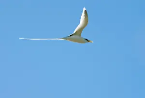 Tropicbird: White-tailed Tropicbird
