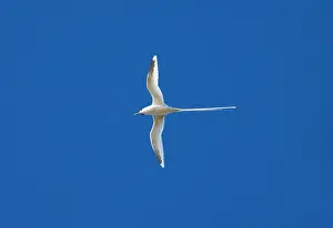 Tropicbird: White-tailed Tropicbird