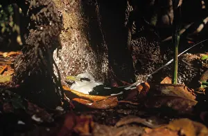 Tropicbird: White-tailed Tropicbird