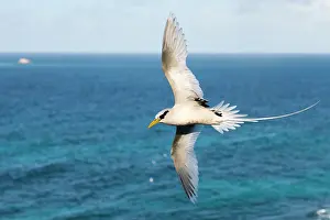 Tropicbird: White-tailed tropicbird