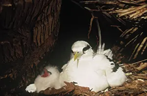 Tropicbird: White-tailed Tropicbird