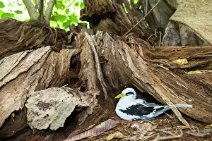 Tropicbird: White-tailed tropicbird