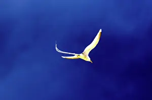 Seychelles: White-tailed Tropicbird