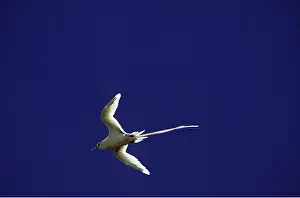 Tropicbird: White-tailed Tropicbird / the Golden Bosun Bird - in flight