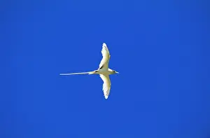 Tropicbird: White-tailed Tropicbird / Golden Bosunbird - golden phase